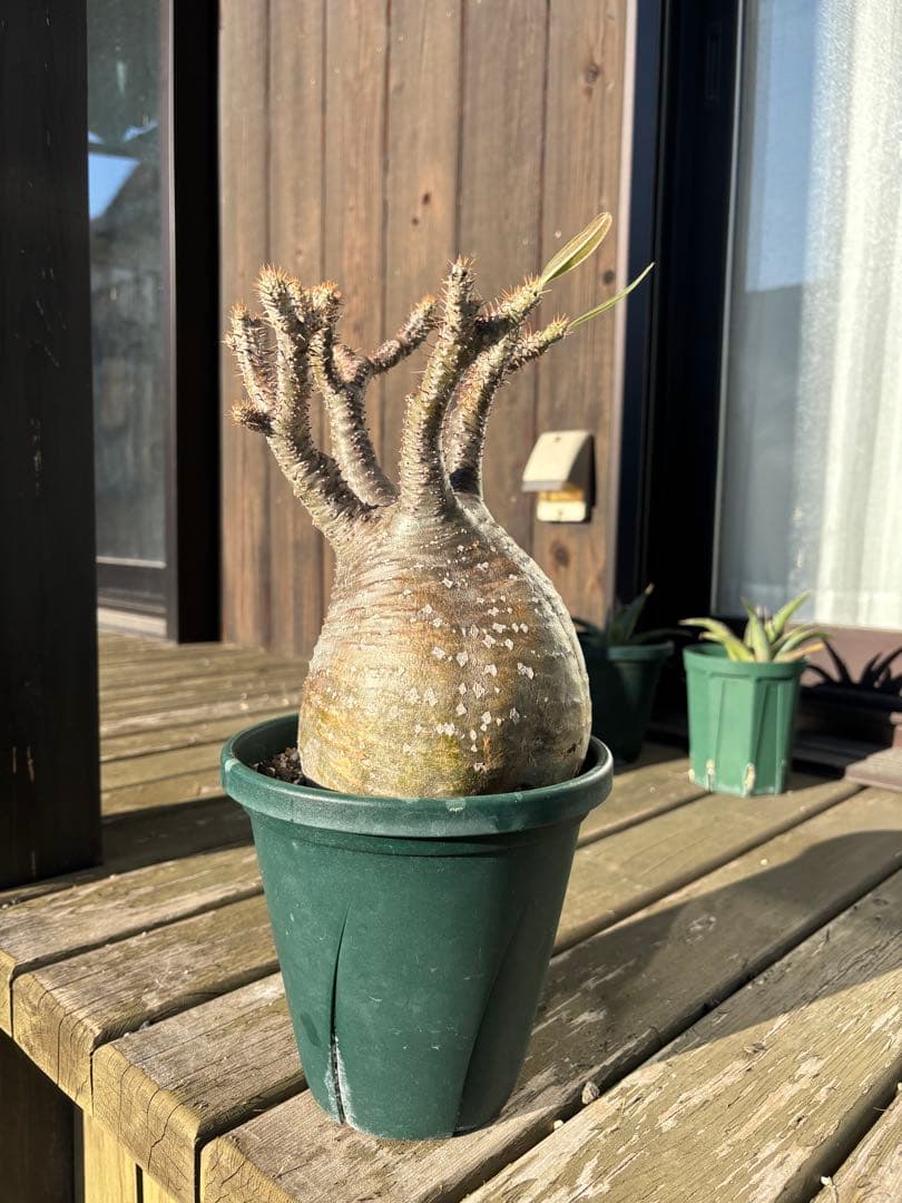 パキポディウムグラキリス　グラキリス　塊根植物　現地球　発根済み　大株　塊根