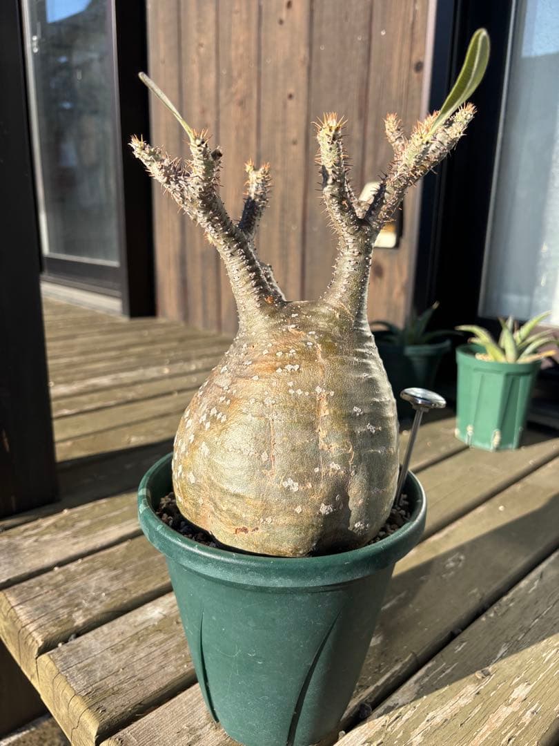 パキポディウムグラキリス　グラキリス　塊根植物　現地球　発根済み　大株　塊根