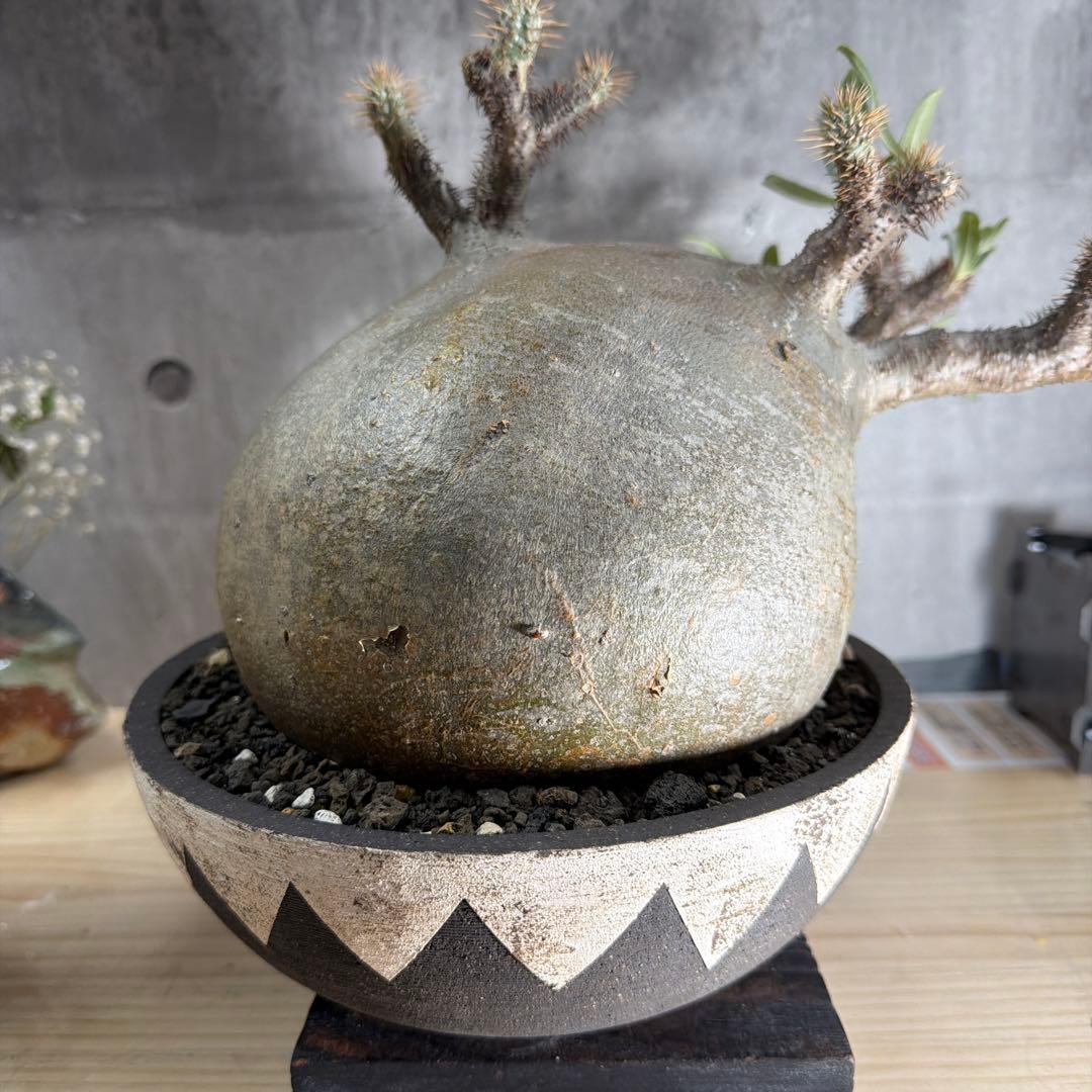 塊根植物パキポディウム グラキリス 超美株