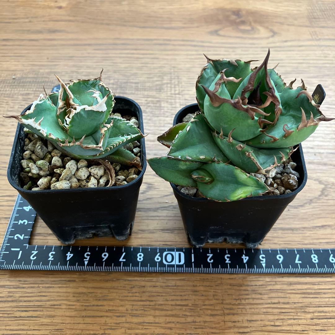 【初売りセット13】103 TC2株　アガベ　翼竜　白豪刺　太棘　鉢ごと発送