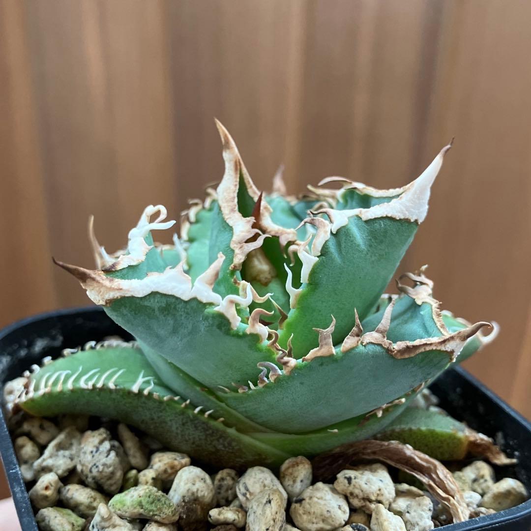 【初売りセット13】103 TC2株　アガベ　翼竜　白豪刺　太棘　鉢ごと発送