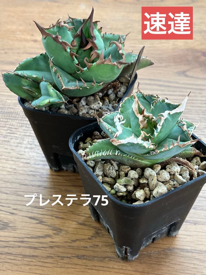 【初売りセット13】103 TC2株　アガベ　翼竜　白豪刺　太棘　鉢ごと発送