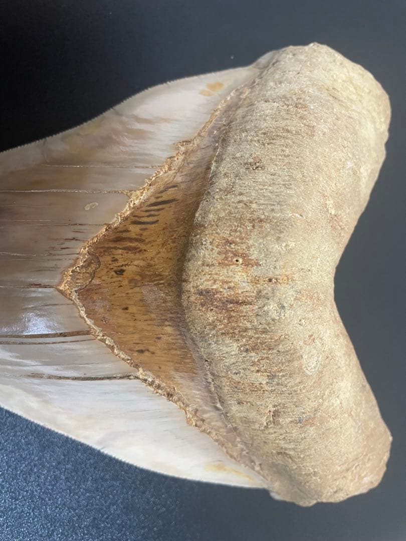 メガロドン歯化石