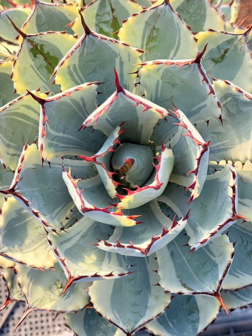 アガベ 吉祥冠錦　2子株付き