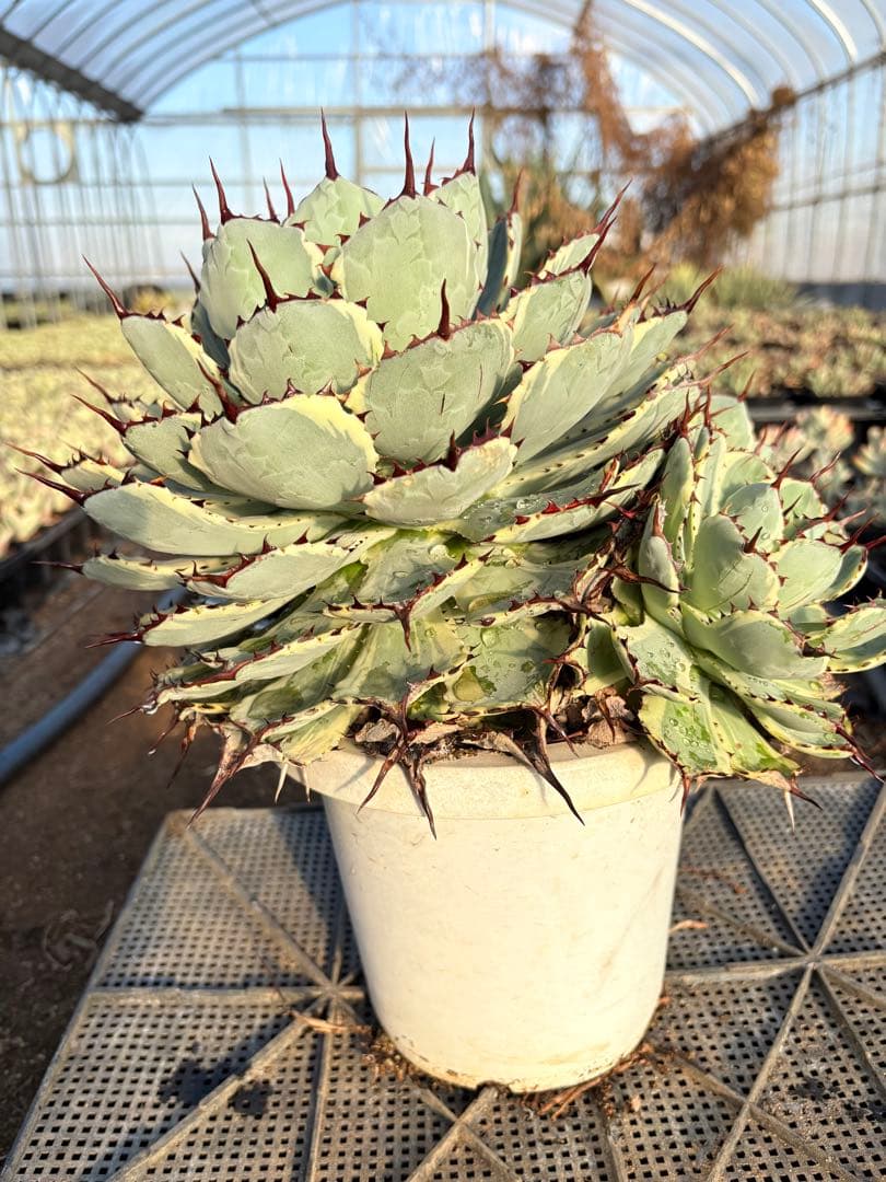アガベ 吉祥冠錦　2子株付き