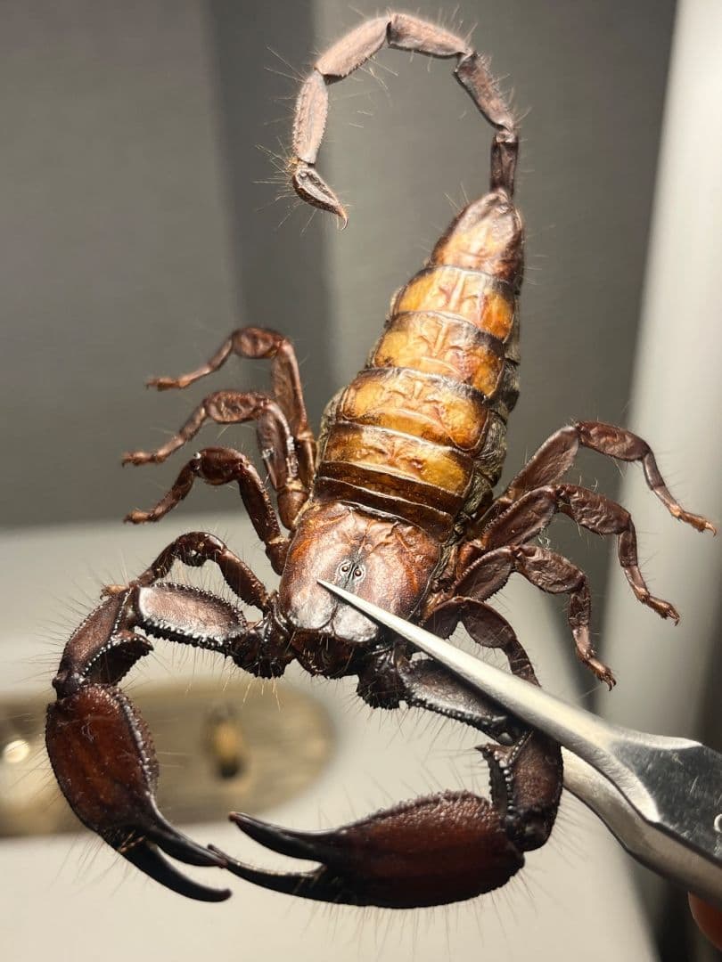 【極美標本】フラットロックスコーピオン 全長9cm程サソリムカデタランチュラ