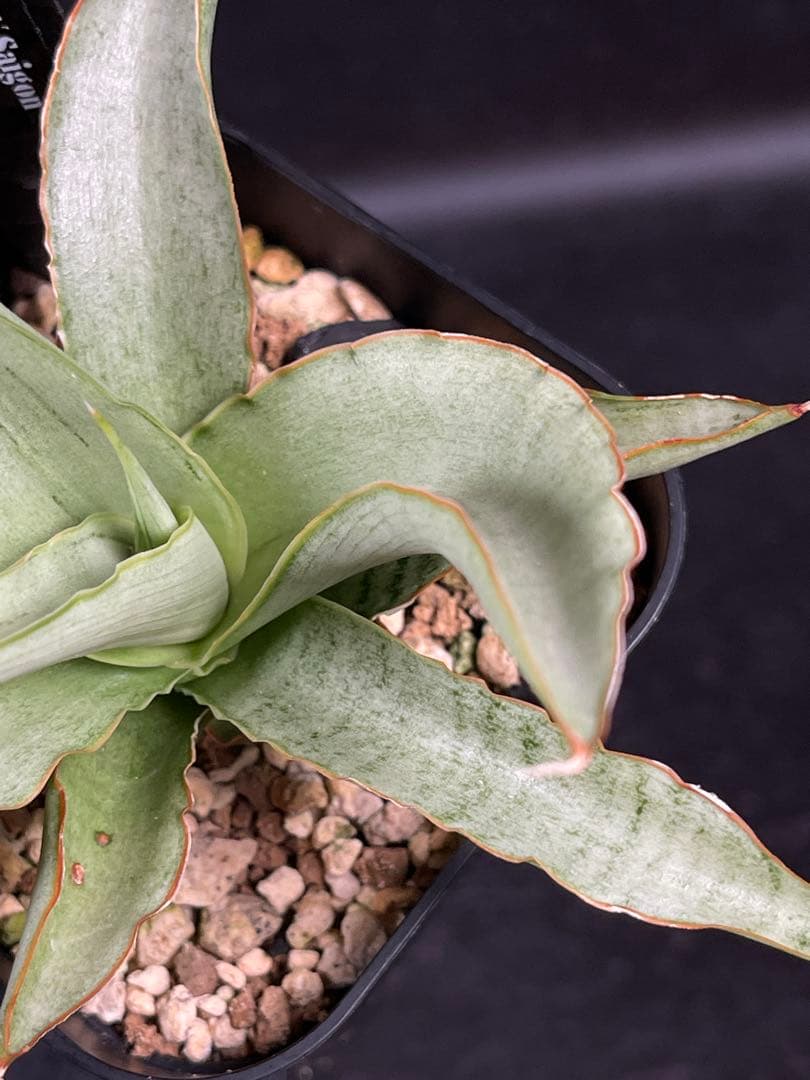 EMP サンセベリア Saigon / 最後の写真が成長株です SA353