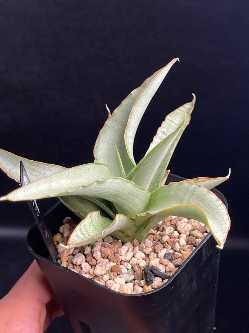 EMP サンセベリア Saigon / 最後の写真が成長株です SA353