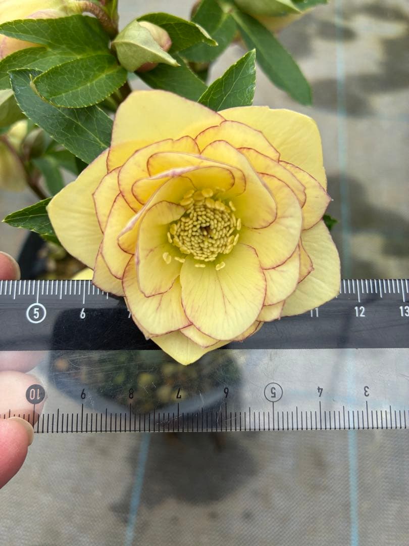 クリスマスローズ　クリーム色ピコティ　６寸