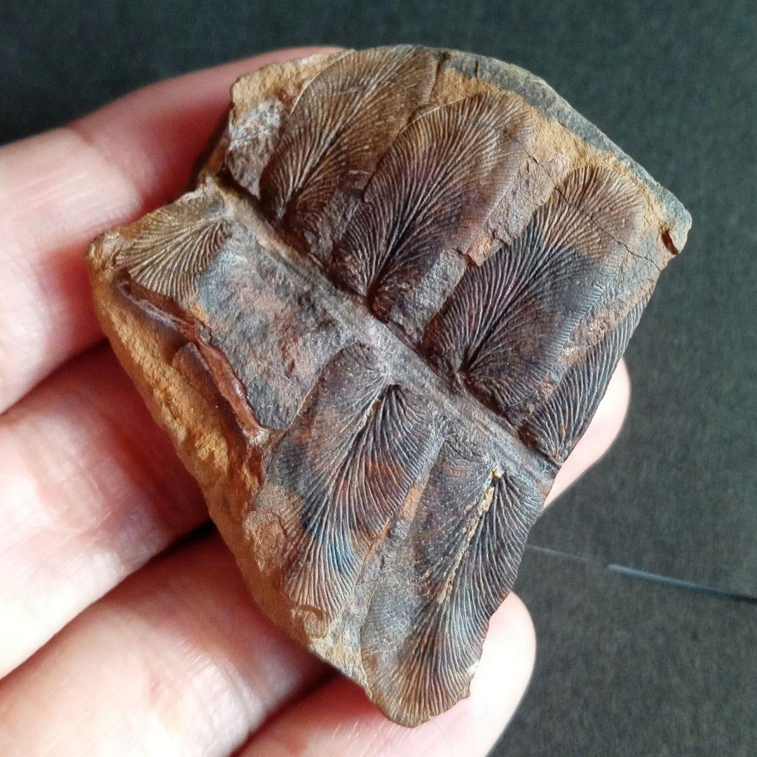 化石標本　植物　古生代　石炭紀　シダ種子類