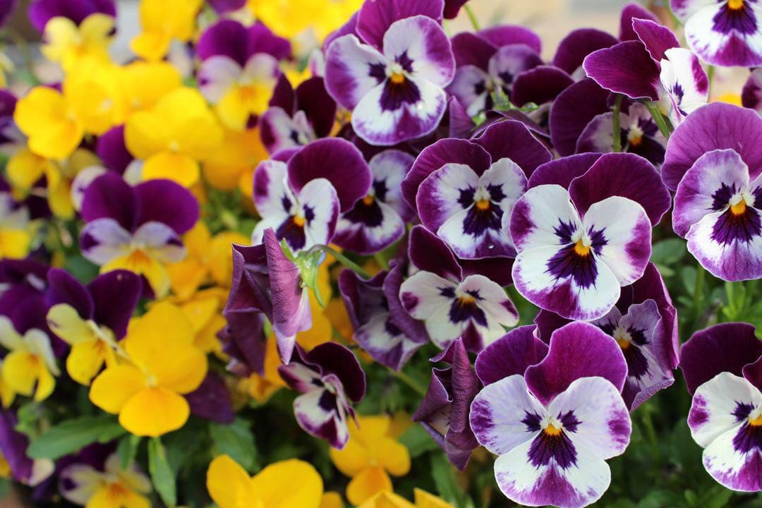 Canon X7i♥️Canon純正付属品多数◎初めての一眼にぴったり♪