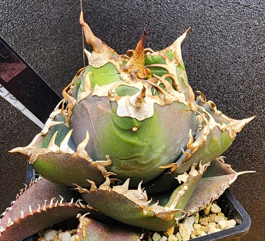 アガベ　金剛　キングコング　低重心　ボール