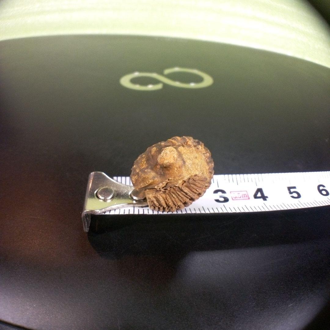 三葉虫　化石　fossil　ボリビア産　trilobite　Bolivia化石⑩