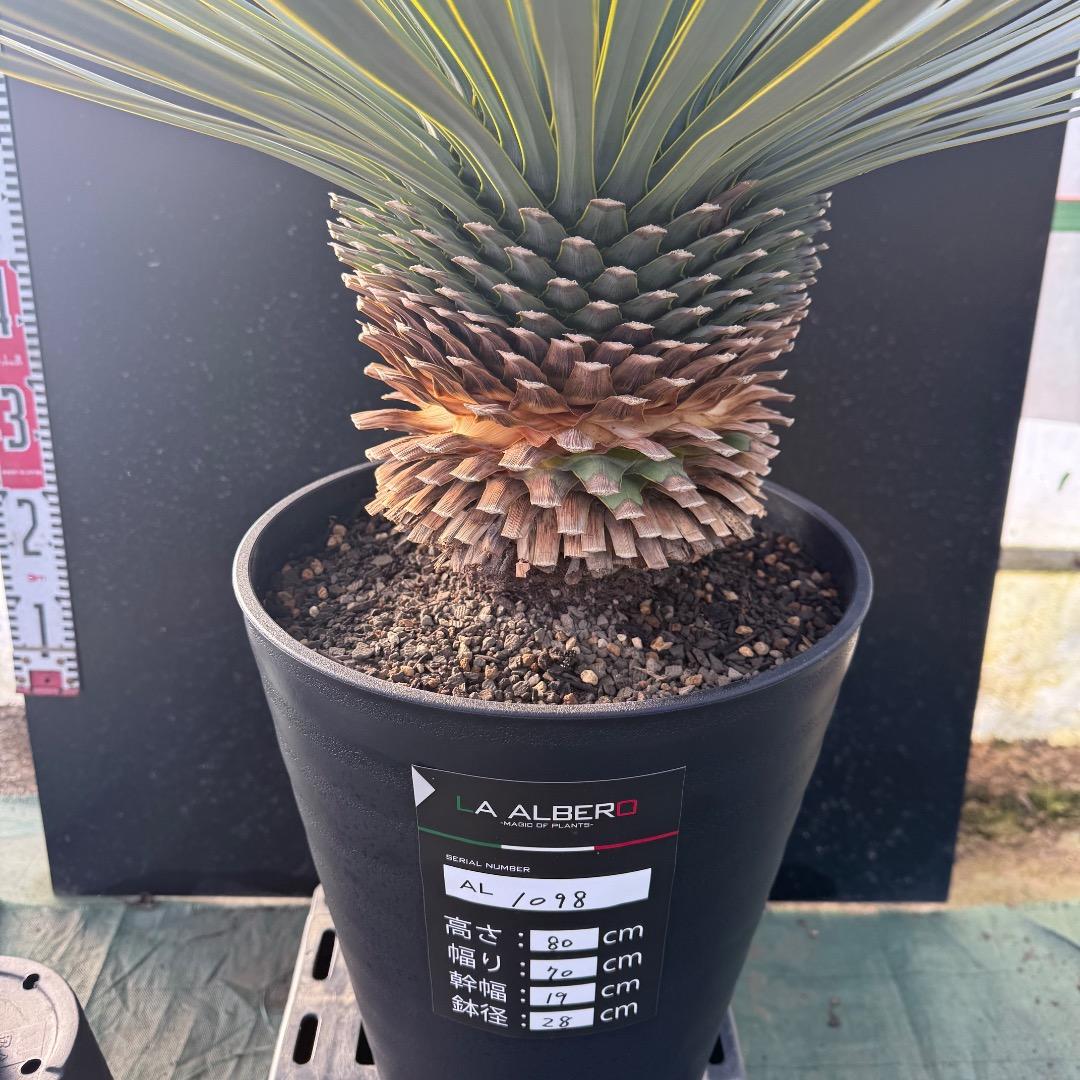 じ*も様 【AL1098】ユッカ　ロストラータ　美形　ホワイト個体