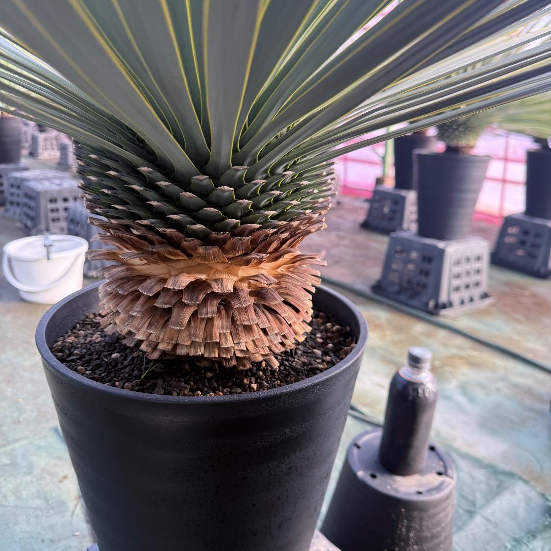 じ*も様 【AL1098】ユッカ　ロストラータ　美形　ホワイト個体