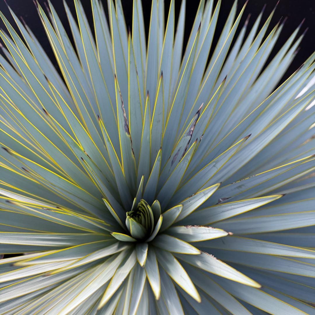 じ*も様 【AL1098】ユッカ　ロストラータ　美形　ホワイト個体