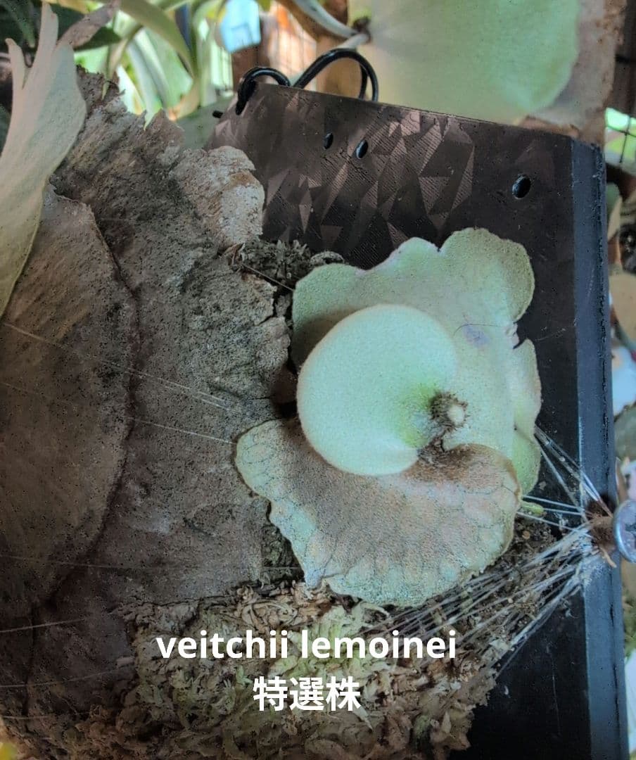 亮二 Platycerium OC 確認用