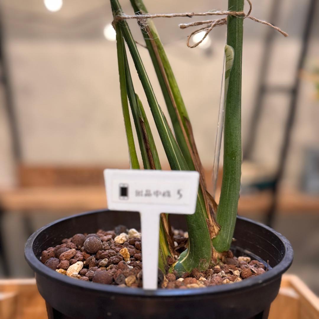 R*9様 5 モンステラ　タイコン　‘スターライト’ 厳選安定株