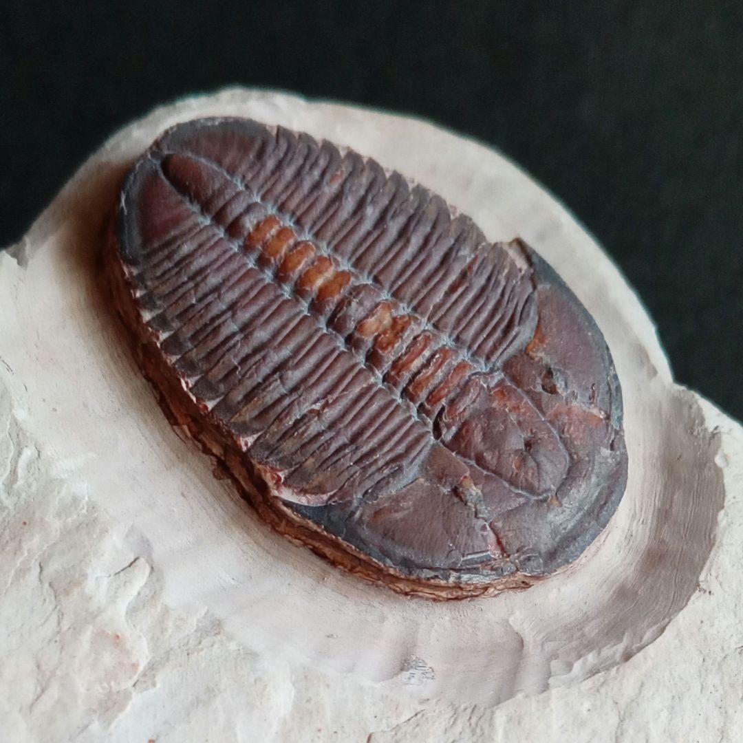三葉虫　エルラシア　レッド　特大　33mm　ＵＳＡ　完全体　極美麗　極めて希少