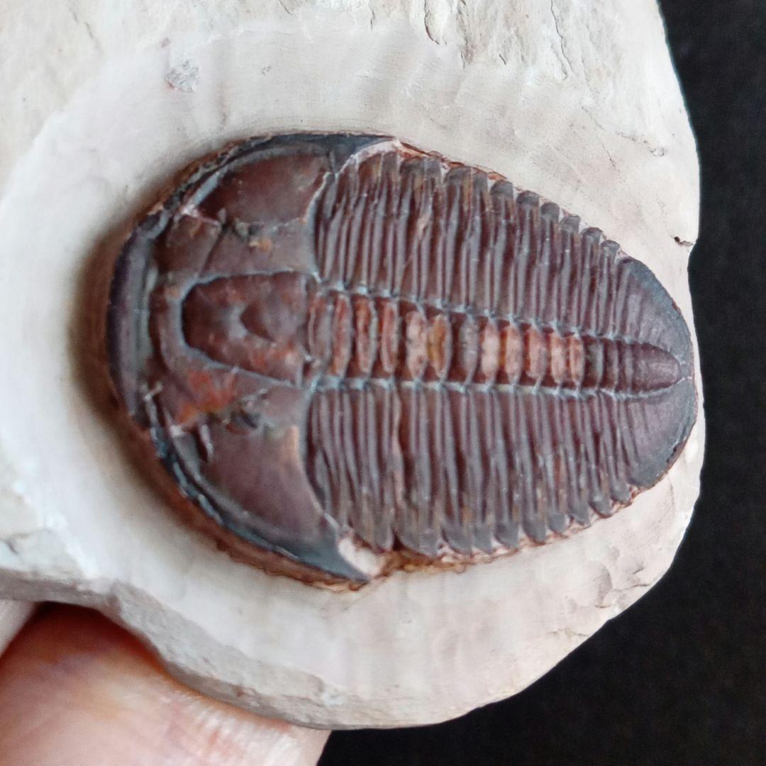 三葉虫　エルラシア　レッド　特大　33mm　ＵＳＡ　完全体　極美麗　極めて希少