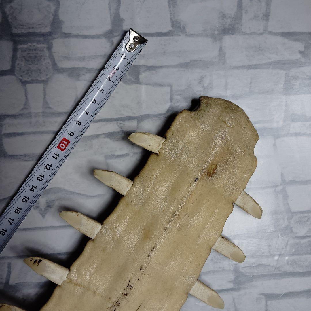 ​【超希少・特大80cm】ノコギリギス 吻 剥製 ブラジル ノコギリザメ 天然物