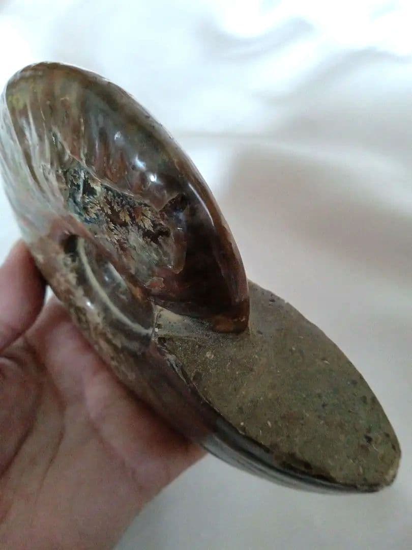 マダガスカル産 アンモナイト 化石 台座とオマケ付き