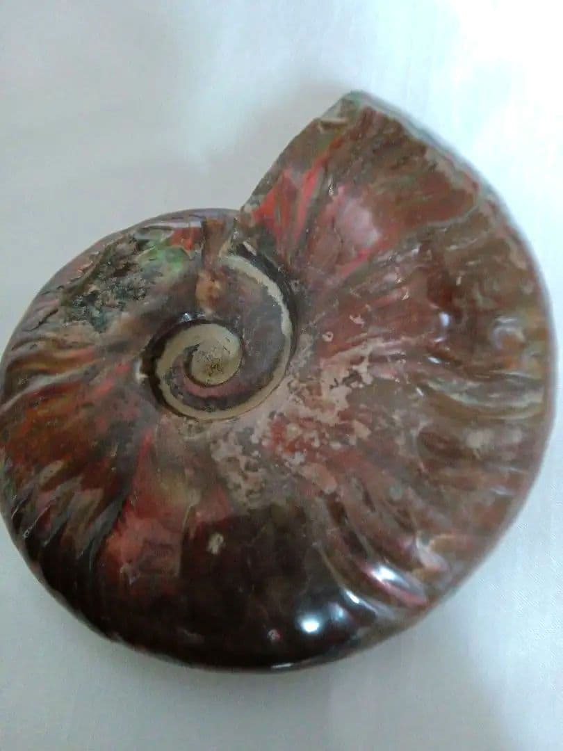 マダガスカル産 アンモナイト 化石 台座とオマケ付き