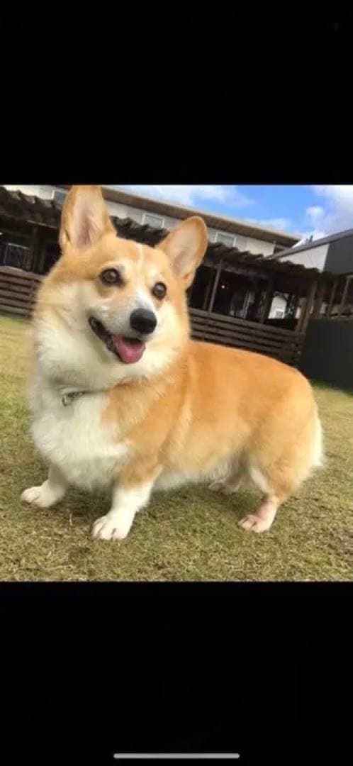 ペットの犬　ネコの絵オーダーメイド