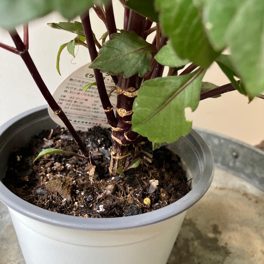 ダリア　チョコレート　アプリコット　① 軟質鉢※ラベルは違う色のがついています。