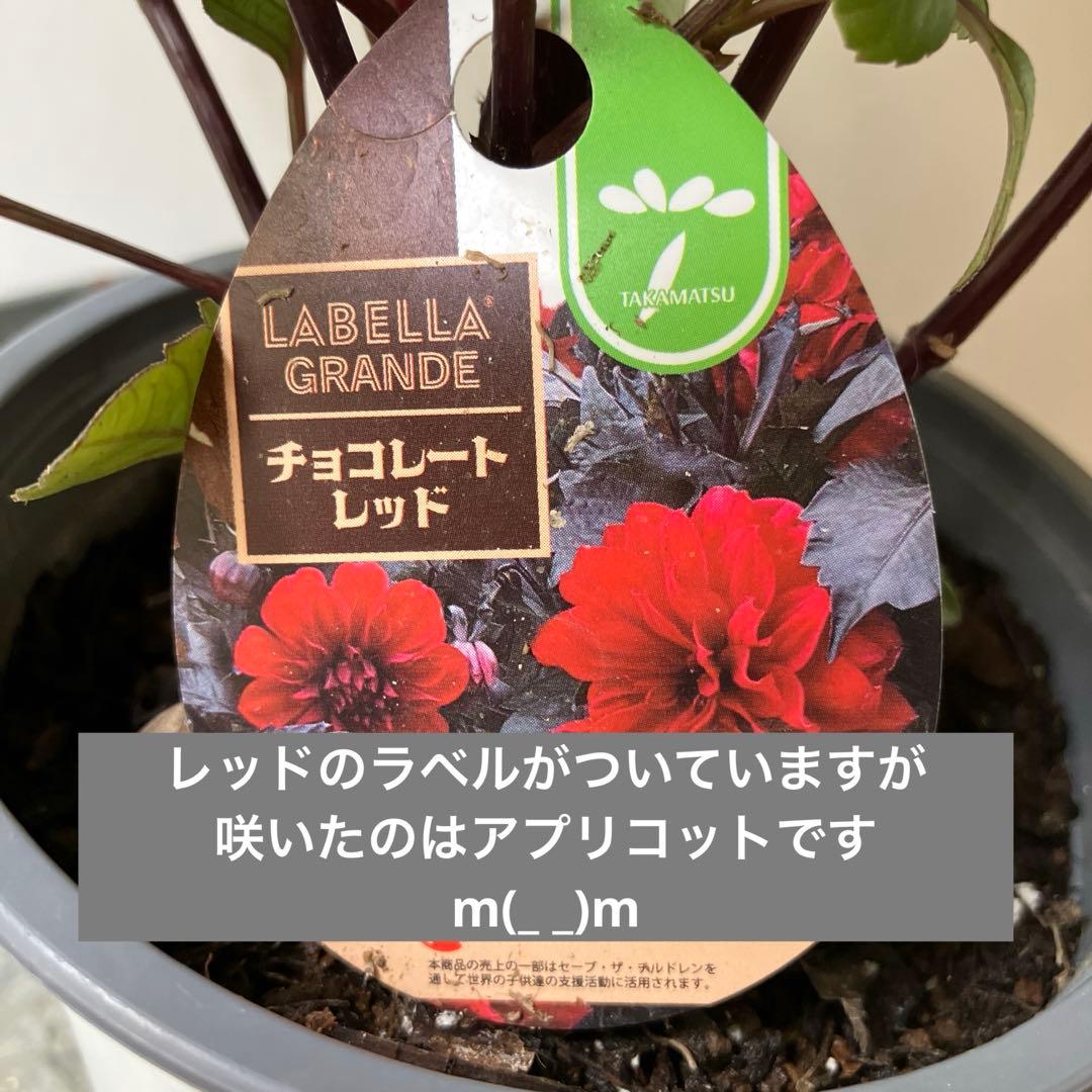 ダリア　チョコレート　アプリコット　① 軟質鉢※ラベルは違う色のがついています。