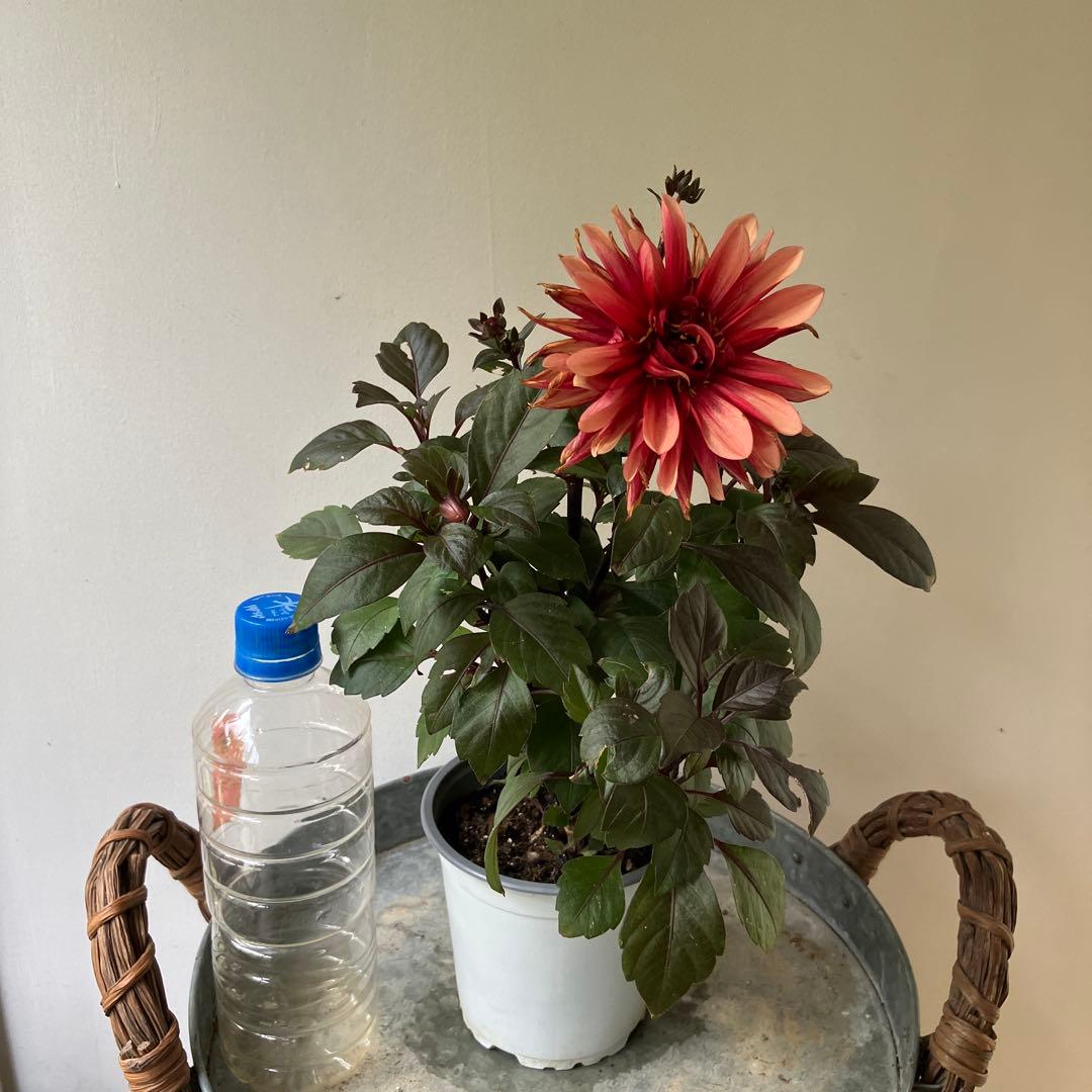 ダリア　チョコレート　アプリコット　① 軟質鉢※ラベルは違う色のがついています。