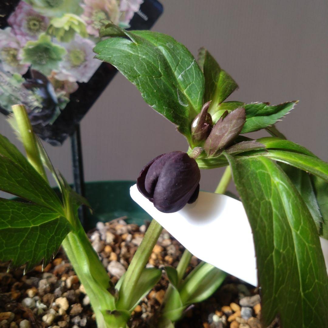 クリスマスローズ　ブラックdd　ウィンターシンフォニー　もうすぐ開花　蕾付