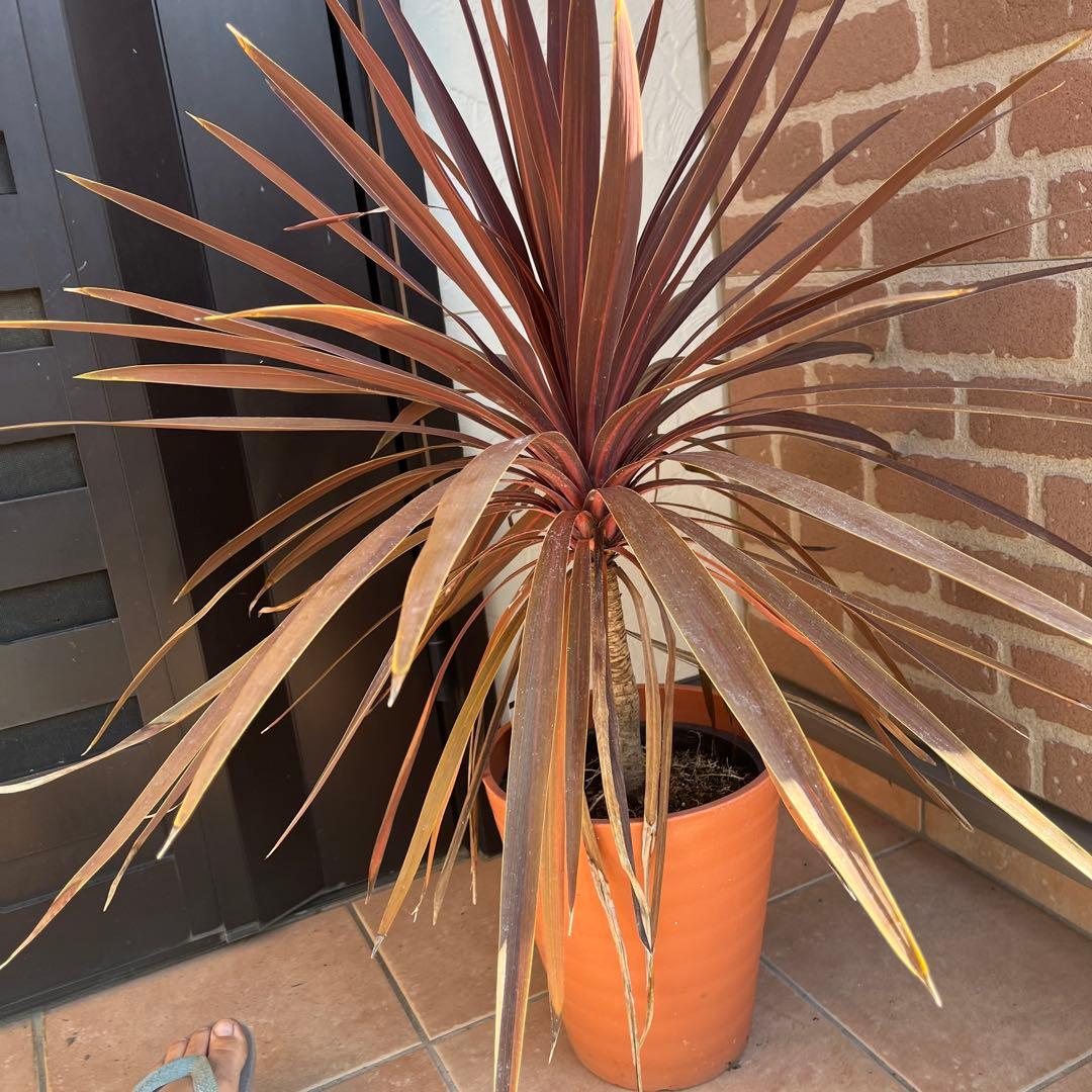 m*様 コルジリネ レッドスター 約70cm