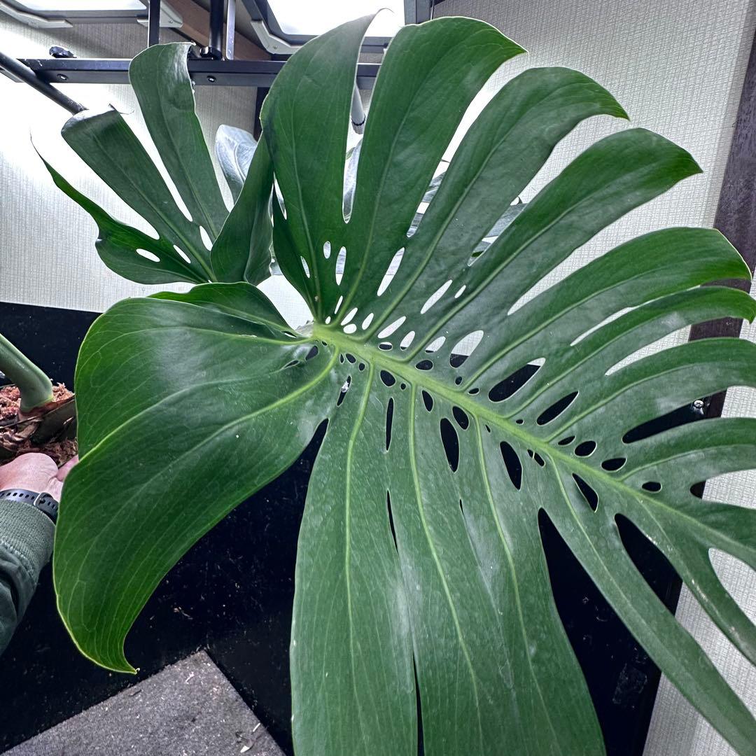 ば*ん様 モンステラデリシオーサマクロコズム超希少系統鉢植え103㎝