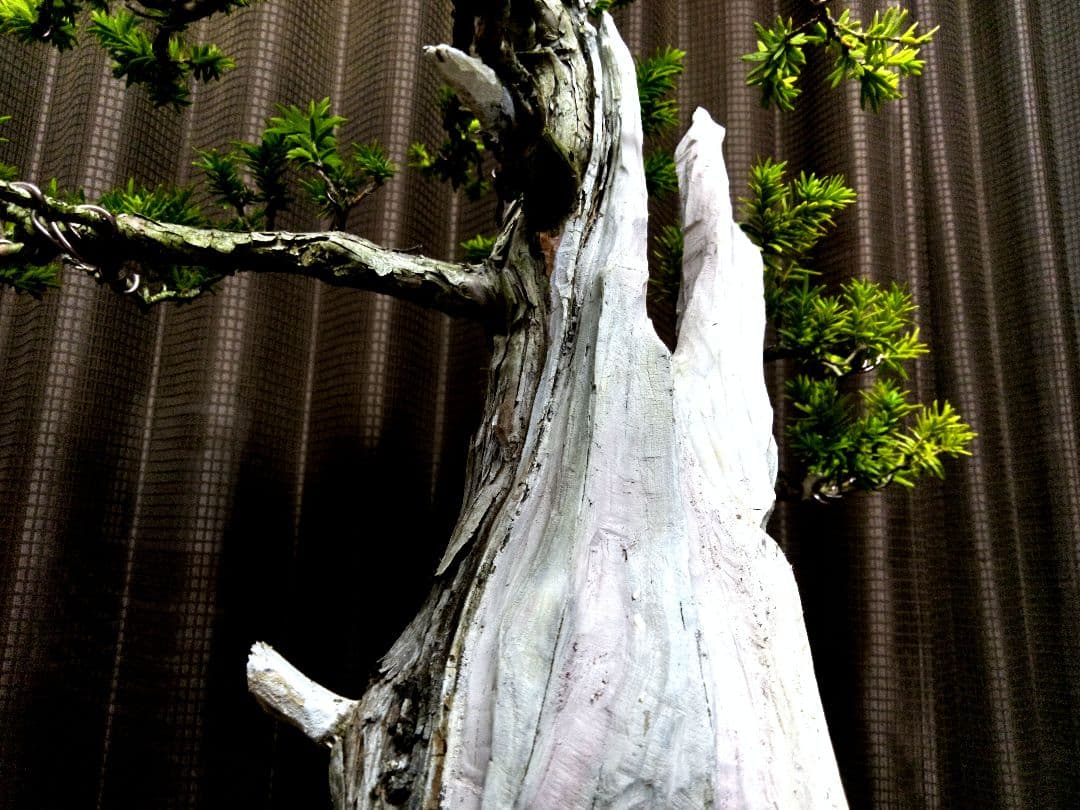 【樹高 53㎝ 一位盆栽】　　　　　⭕ゴエモン様、専用❗