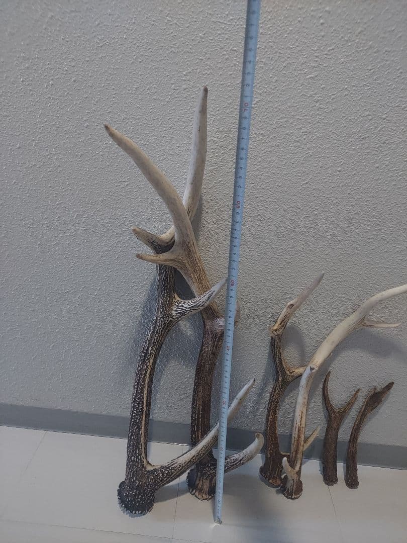 蝦夷鹿角　おまとめ　6本　大きさ色々