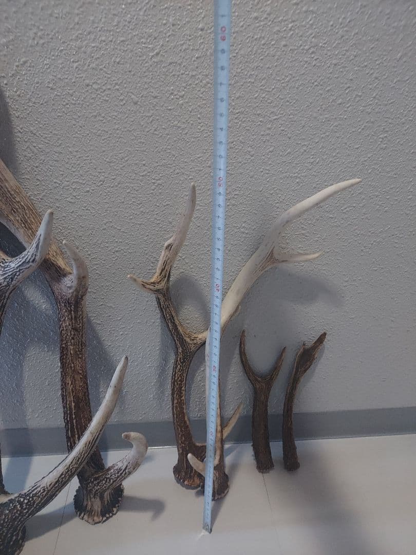 蝦夷鹿角　おまとめ　6本　大きさ色々