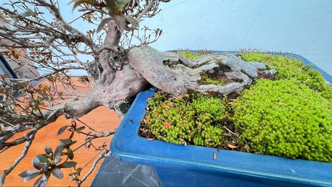 さつき　皐月盆栽　金采　半懸崖　サバ幹　横幅約50センチ