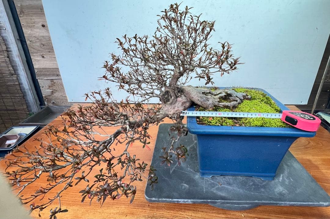 さつき　皐月盆栽　金采　半懸崖　サバ幹　横幅約50センチ