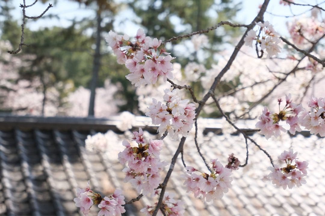 フ*ー様 超美品 FUJIFILM X-S10 ダブルズームキット 512GB