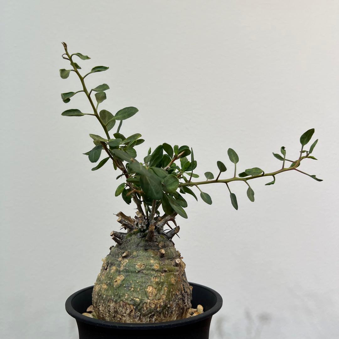 【丸型コレクション株】フォークイエリア コルムナリス 観峰玉 現地球 発根済