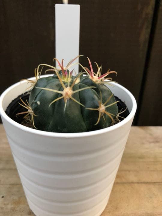 サボテン 日の出丸♡抜き苗(^○^)