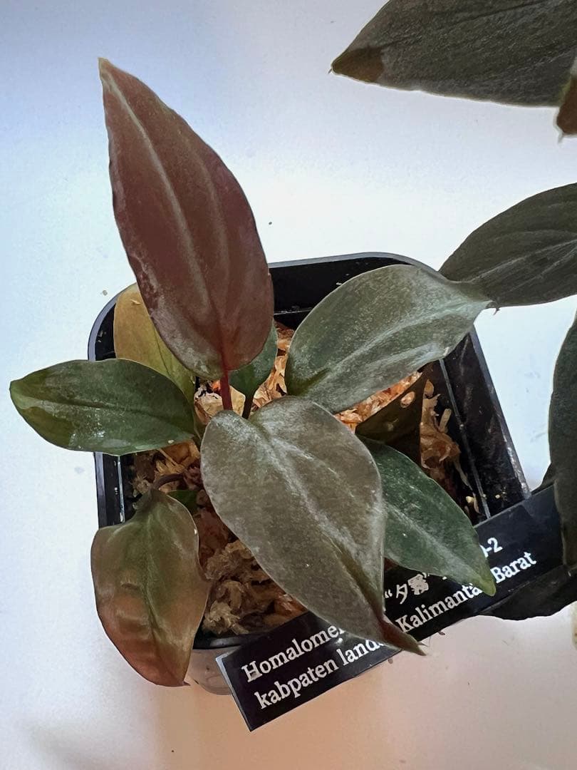 P*A様 Homalomena sp. “夕霧” T-3810-2 ホマロメナ