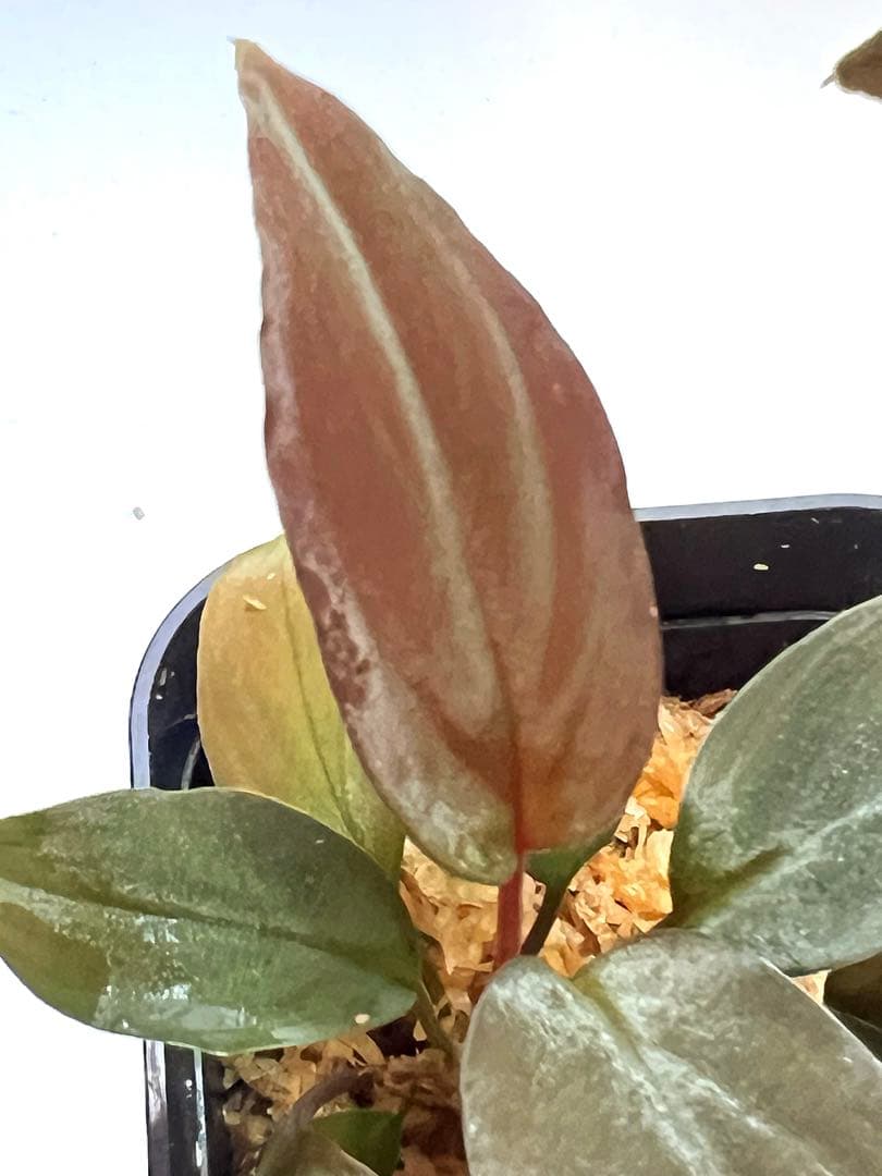 P*A様 Homalomena sp. “夕霧” T-3810-2 ホマロメナ