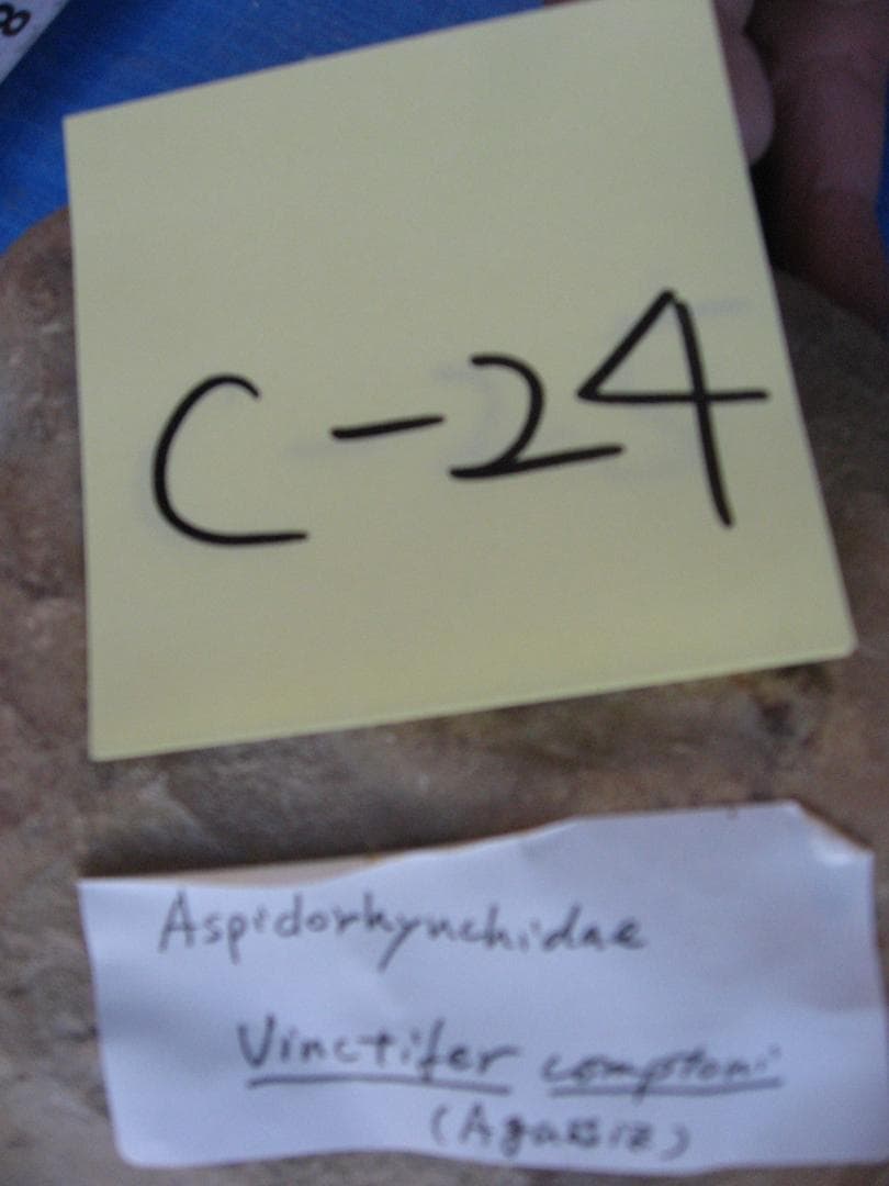 化石　C-２４