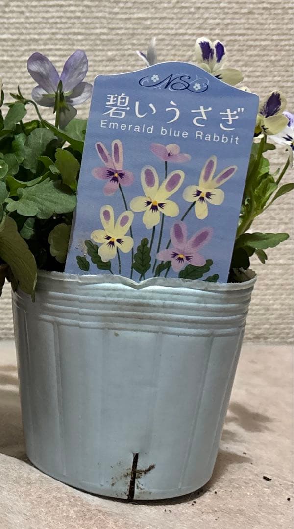 びおら様　ご依頼品　現品　メルカリ便発送　12苗