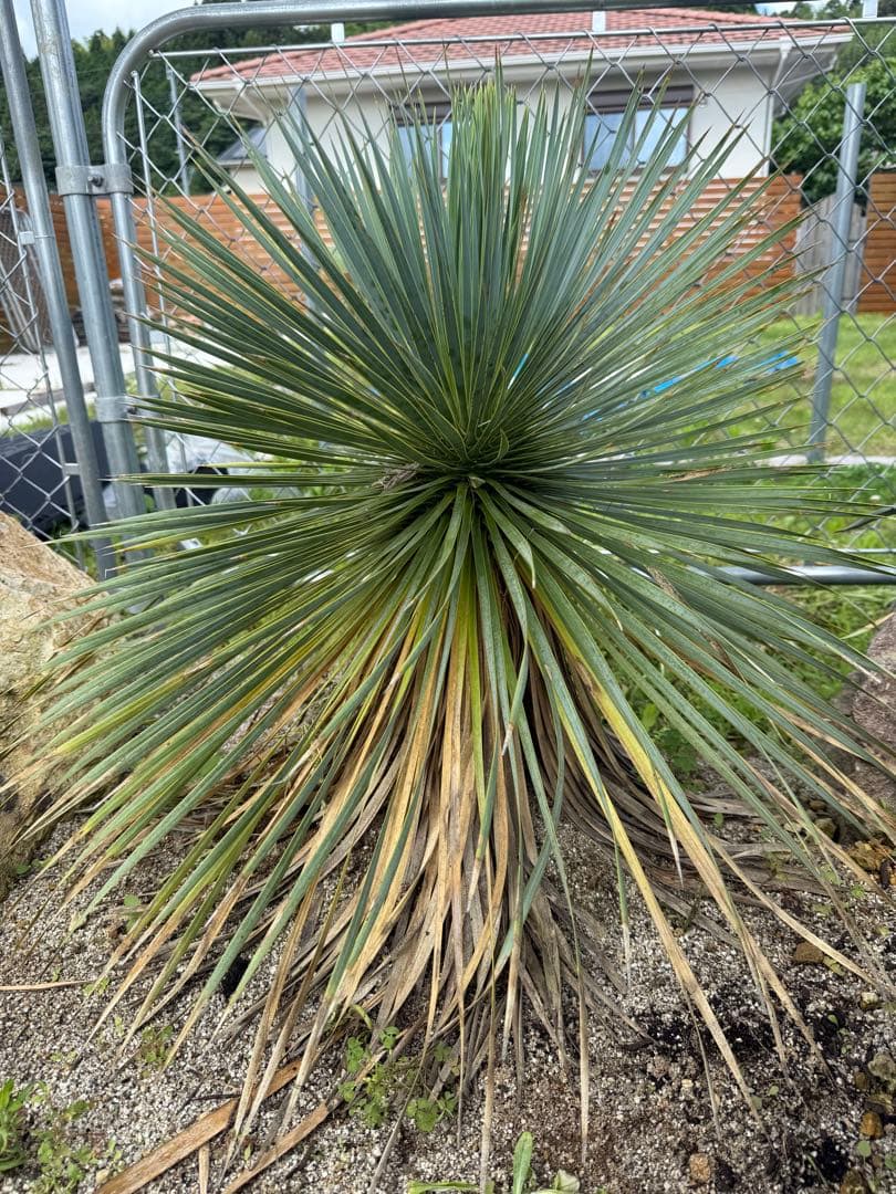 ロストラータ　極上株