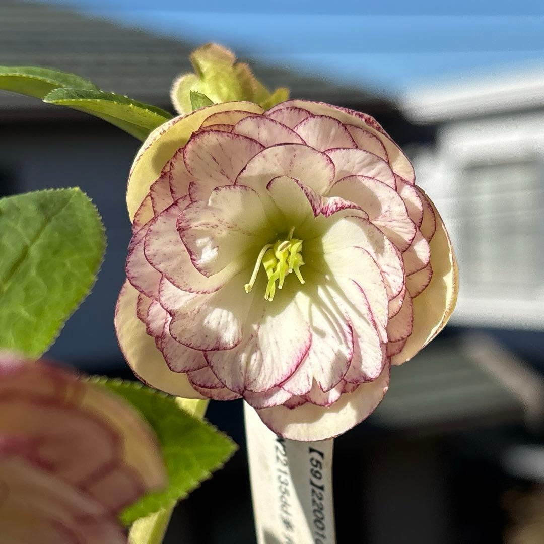 花 yama