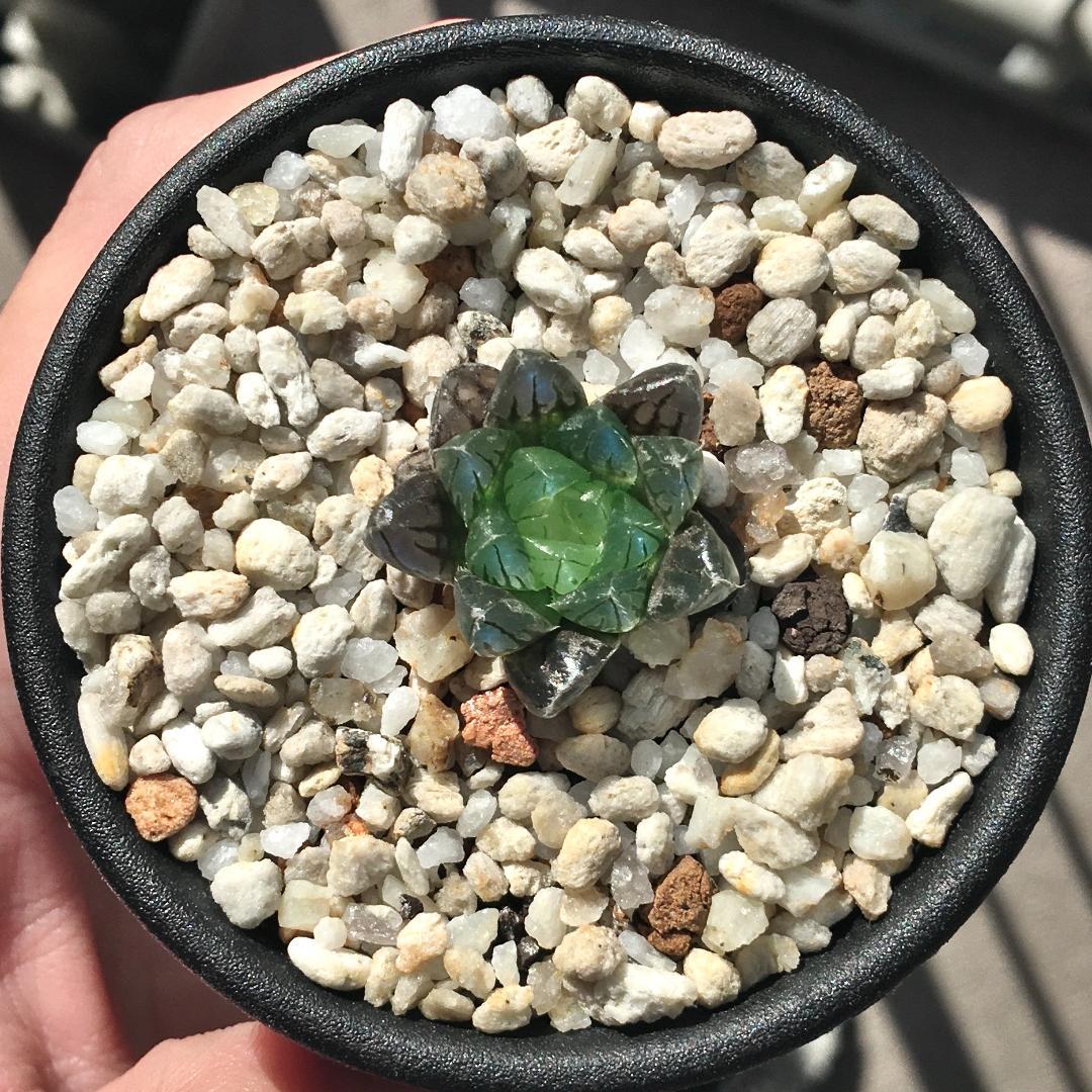 ハオルチア「出藍」 H. 'Shutsuran' 多肉植物