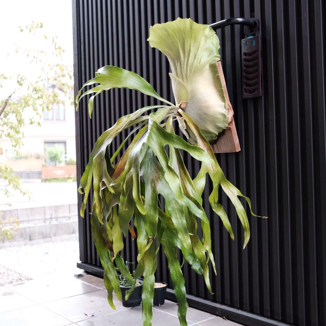 現品親株　ビカクシダマウントルイス　P.MtLewis Regularform